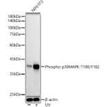 Western Blot - Anti-p38 MAPK (phospho Thr180 + Tyr182) Antibody [ARC51018] (A307918) - Antibodies.com