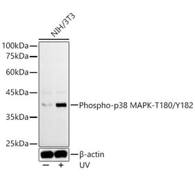 Western Blot - Anti-p38 MAPK (phospho Thr180 + Tyr182) Antibody (A307919) - Antibodies.com