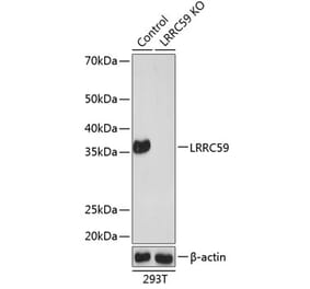 Western Blot - Anti-LRRC59 Antibody (A307921) - Antibodies.com