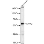 Western Blot - Anti-EPHX2 Antibody [ARC2895] (A307925) - Antibodies.com