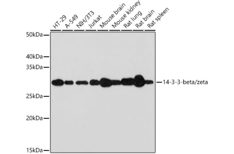 Western Blot - Anti-14-3-3 beta/alpha + 14-3-3 zeta Antibody [ARC1455] (A307928) - Antibodies.com