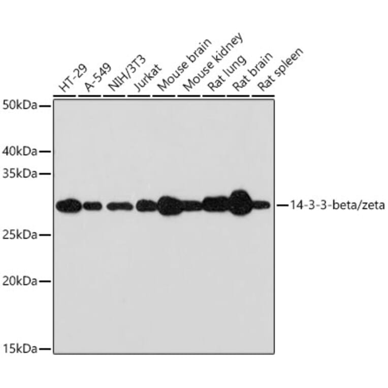 Western Blot - Anti-14-3-3 beta/alpha + 14-3-3 zeta Antibody [ARC1455] (A307928) - Antibodies.com