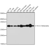 Western Blot - Anti-14-3-3 beta/alpha + 14-3-3 zeta Antibody [ARC1455] (A307928) - Antibodies.com