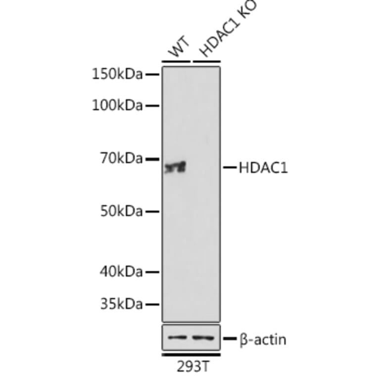 Western Blot - Anti-HDAC1 Antibody [ARC0050] (A307930) - Antibodies.com
