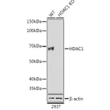 Western Blot - Anti-HDAC1 Antibody [ARC0050] (A307930) - Antibodies.com