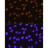 Immunofluorescence - Anti-HDAC1 Antibody [ARC0050] (A307930) - Antibodies.com