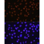 Immunofluorescence - Anti-HDAC1 Antibody [ARC0050] (A307930) - Antibodies.com