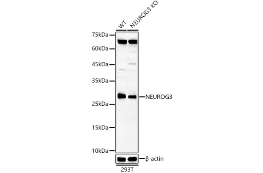 Western Blot - Anti-Neurogenin3/NGN-3 Antibody (A307932) - Antibodies.com