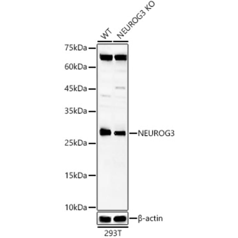 Western Blot - Anti-Neurogenin3/NGN-3 Antibody (A307932) - Antibodies.com
