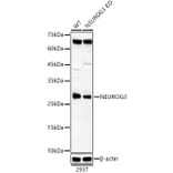 Western Blot - Anti-Neurogenin3/NGN-3 Antibody (A307932) - Antibodies.com