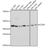 Western Blot - Anti-CCR9 Antibody [ARC1706] (A307933) - Antibodies.com
