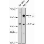 Western Blot - Anti-JNK1 + JNK2 Antibody (A307935) - Antibodies.com