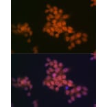 Immunofluorescence - Anti-WAPL/FOE Antibody [ARC2088] (A307938) - Antibodies.com