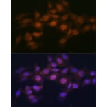 Immunofluorescence - Anti-WAPL/FOE Antibody [ARC2088] (A307938) - Antibodies.com