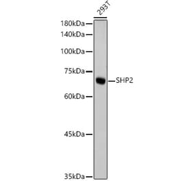 Western Blot - Anti-SHP2 Antibody [ARC2635] (A307939) - Antibodies.com