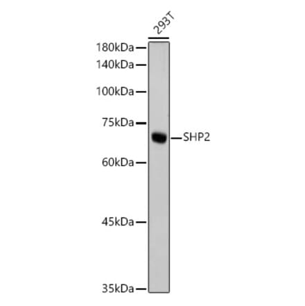 Western Blot - Anti-SHP2 Antibody [ARC2635] (A307939) - Antibodies.com