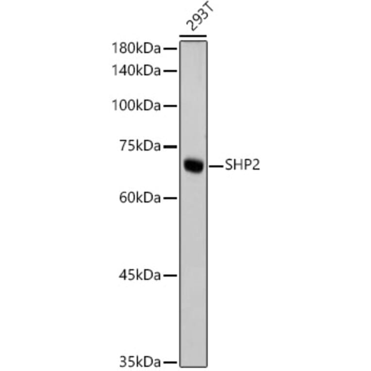 Western Blot - Anti-SHP2 Antibody [ARC2635] (A307939) - Antibodies.com