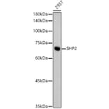 Western Blot - Anti-SHP2 Antibody [ARC2635] (A307939) - Antibodies.com