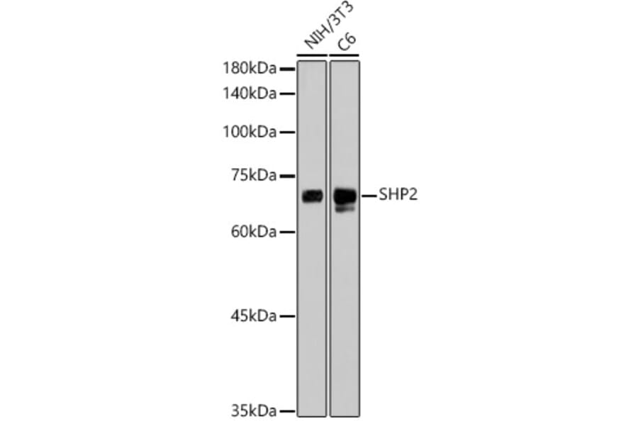 Western Blot - Anti-SHP2 Antibody [ARC2635] (A307939) - Antibodies.com