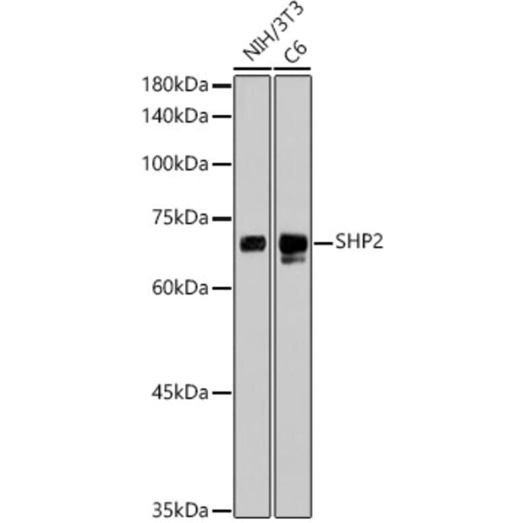 Western Blot - Anti-SHP2 Antibody [ARC2635] (A307939) - Antibodies.com