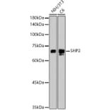 Western Blot - Anti-SHP2 Antibody [ARC2635] (A307939) - Antibodies.com
