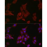 Immunofluorescence - Anti-SHP2 Antibody [ARC2635] (A307939) - Antibodies.com