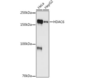 Western Blot - Anti-HDAC6 Antibody [ARC0805] (A307941) - Antibodies.com
