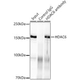 Western Blot - Anti-HDAC6 Antibody [ARC0805] (A307941) - Antibodies.com