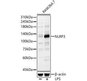 Western Blot - Anti-NLRP3 Antibody (A307942) - Antibodies.com