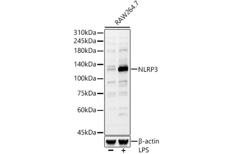Western Blot - Anti-NLRP3 Antibody (A307942) - Antibodies.com