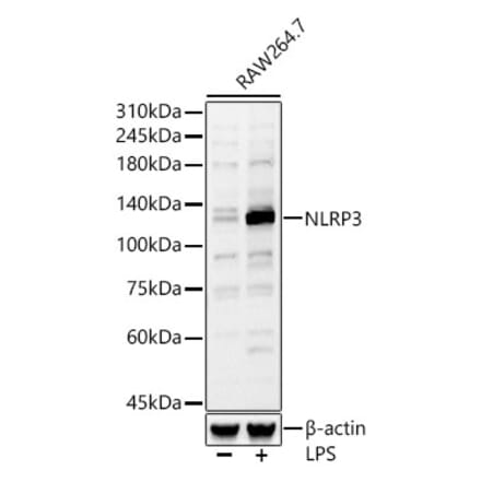 Western Blot - Anti-NLRP3 Antibody (A307942) - Antibodies.com