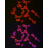 Immunofluorescence - Anti-NLRP3 Antibody (A307942) - Antibodies.com