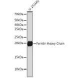 Western Blot - Anti-Ferritin Heavy Chain Antibody [ARC0023] (A307944) - Antibodies.com