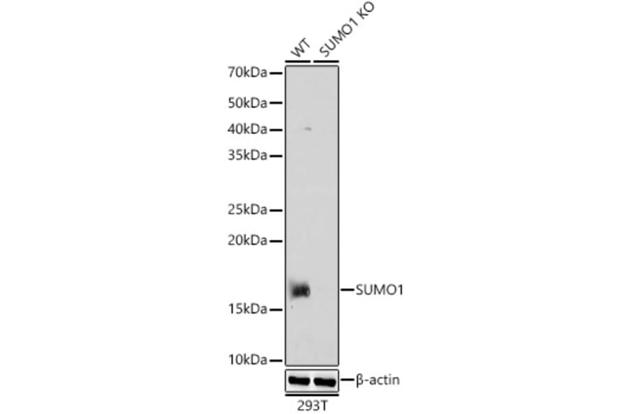 Western Blot - Anti-Sumo 1 Antibody (A307946) - Antibodies.com