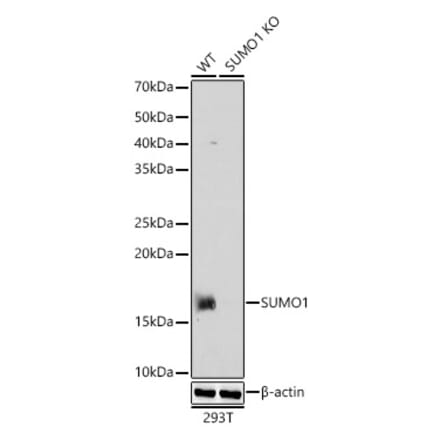 Western Blot - Anti-Sumo 1 Antibody (A307946) - Antibodies.com