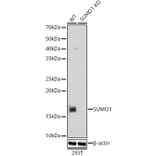 Western Blot - Anti-Sumo 1 Antibody (A307946) - Antibodies.com