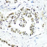 Immunohistochemistry - Anti-Sumo 1 Antibody (A307946) - Antibodies.com