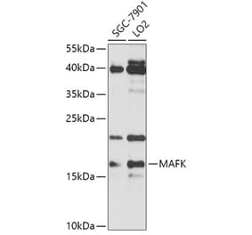 Western Blot - Anti-MAFK Antibody (A307947) - Antibodies.com
