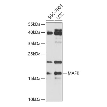 Western Blot - Anti-MAFK Antibody (A307947) - Antibodies.com