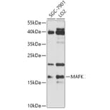 Western Blot - Anti-MAFK Antibody (A307947) - Antibodies.com