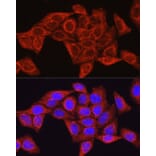 Immunofluorescence - Anti-Glutamine Synthetase Antibody (A307948) - Antibodies.com