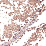 Immunohistochemistry - Anti-BANF1/BAF Antibody [ARC2085] (A307950) - Antibodies.com