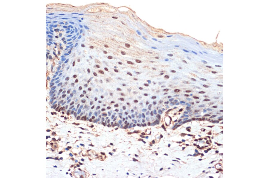 Immunohistochemistry - Anti-BANF1/BAF Antibody [ARC2085] (A307950) - Antibodies.com