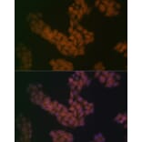 Immunofluorescence - Anti-BANF1/BAF Antibody [ARC2085] (A307950) - Antibodies.com