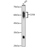 Western Blot - Anti-CD58 Antibody [ARC2540] (A307952) - Antibodies.com
