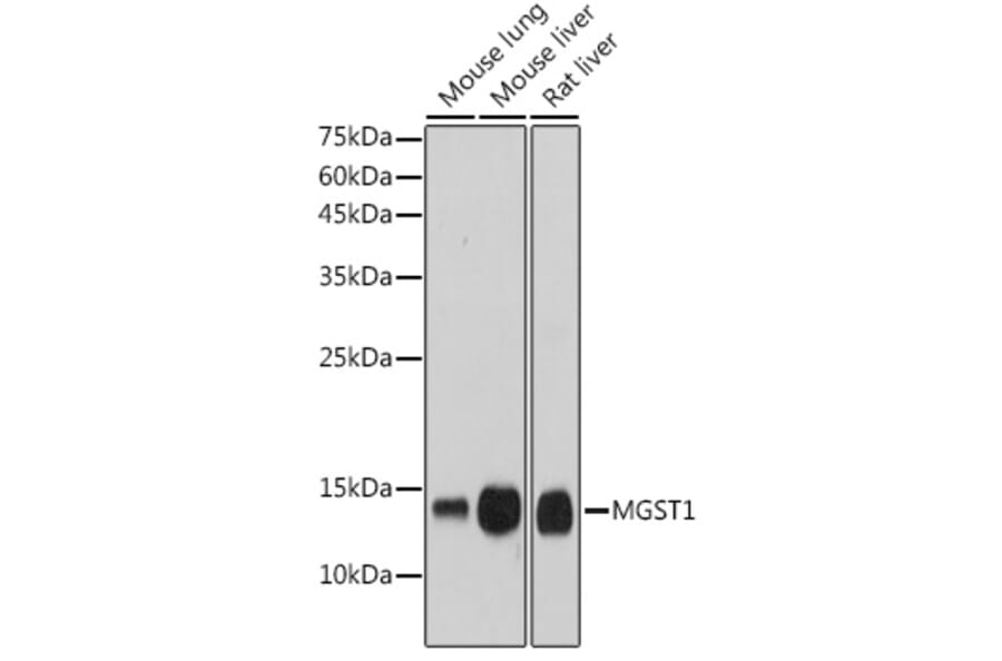 Western Blot - Anti-MGST1 Antibody [ARC2550] (A307955) - Antibodies.com