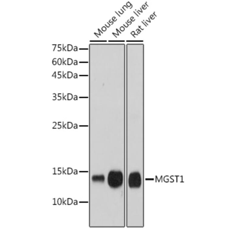 Western Blot - Anti-MGST1 Antibody [ARC2550] (A307955) - Antibodies.com
