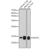 Western Blot - Anti-MGST1 Antibody [ARC2550] (A307955) - Antibodies.com