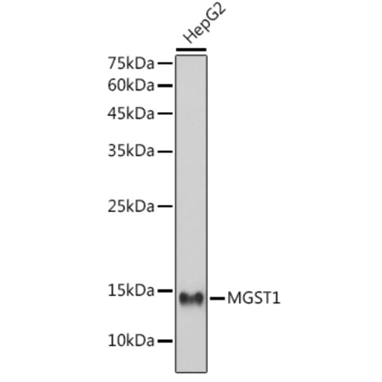 Western Blot - Anti-MGST1 Antibody [ARC2550] (A307955) - Antibodies.com