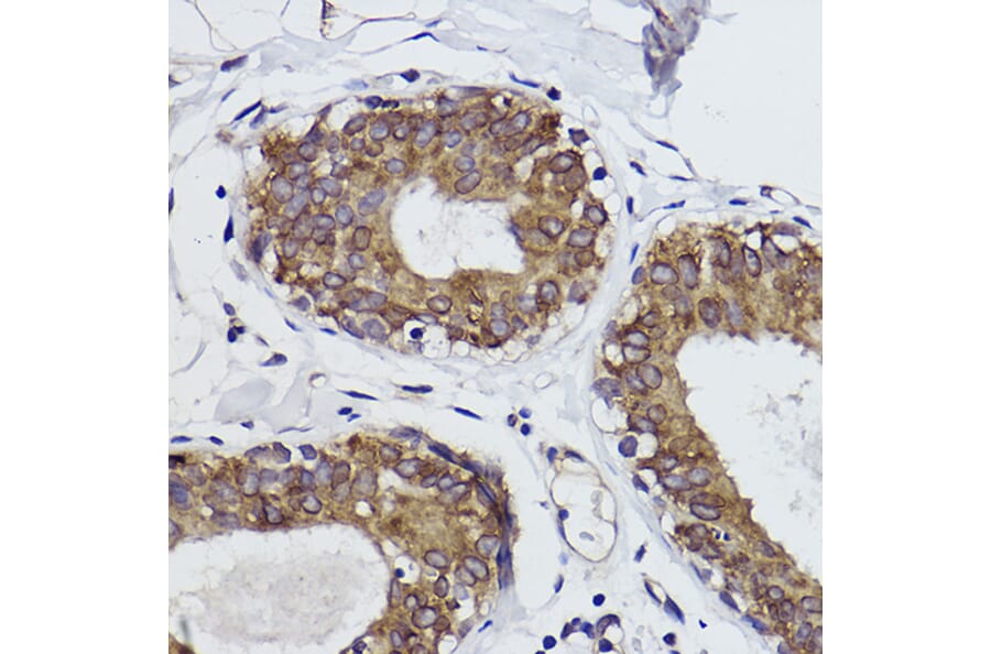 Immunohistochemistry - Anti-MGST1 Antibody [ARC2550] (A307955) - Antibodies.com